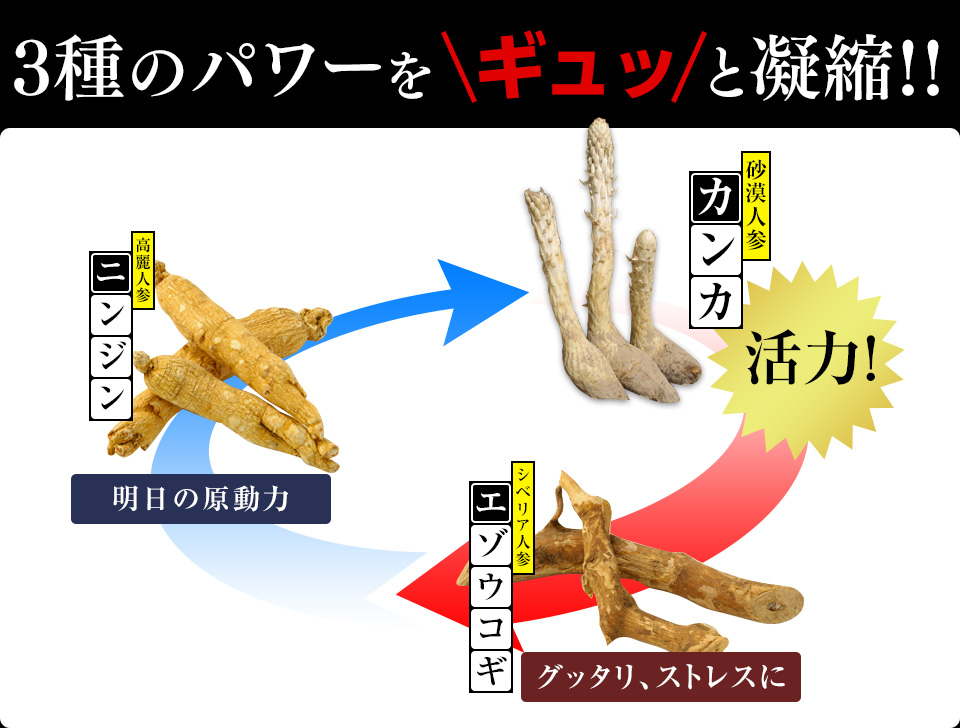 3種のパワーをギュッと凝縮!!