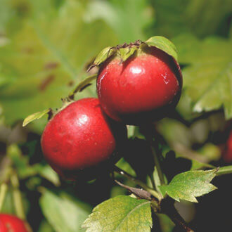 セイヨウサンザシ