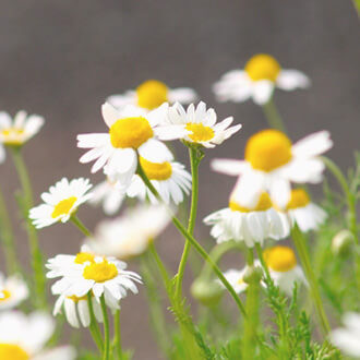 ローマカミツレ