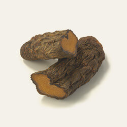 カンカ（砂漠人参）