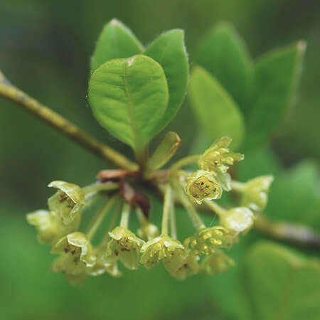養命酒製造のど飴